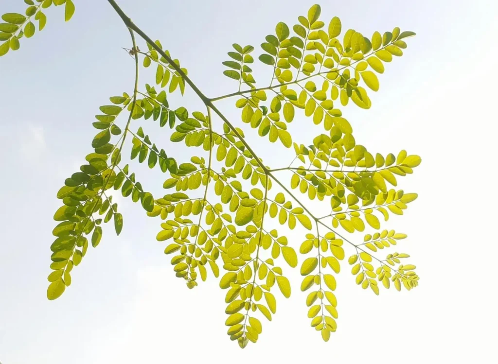 How Moringa Supports Traditional Diabetes Medications